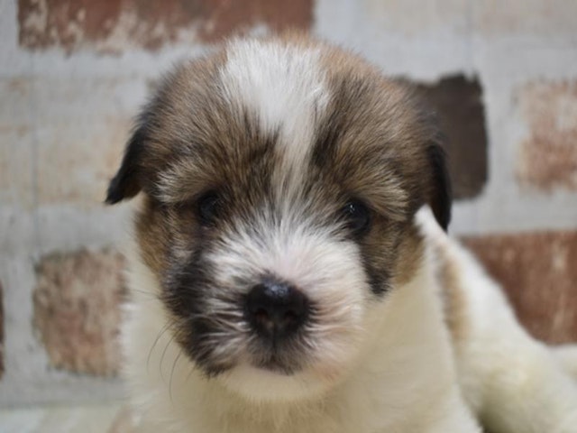 沖縄県のハーフ犬 (ペッツワンABLOうるま店/2023年7月16日生まれ/女の子/ホワイトブラウン(白茶))の子犬